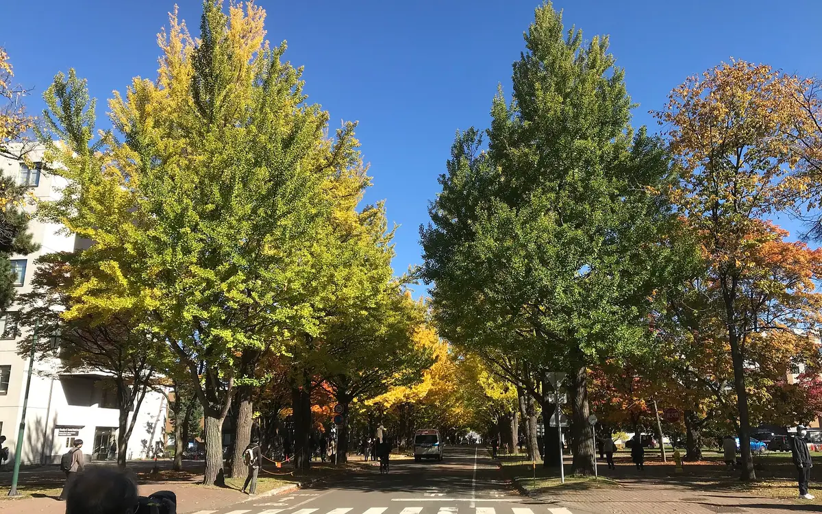 北海道大学札幌キャンパスのイチョウ並木