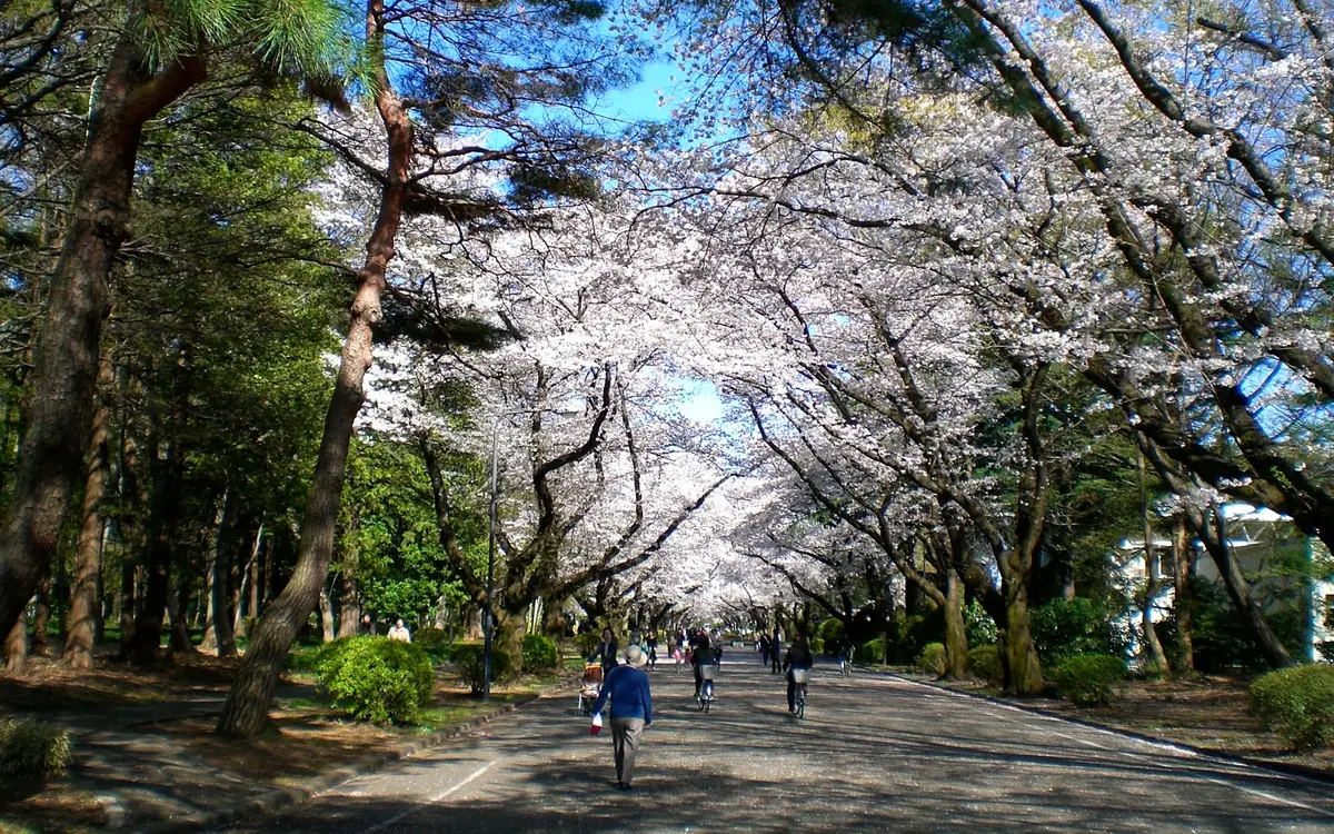 国際基督教大学の通称滑走路の桜は地域の人にも親しまれている