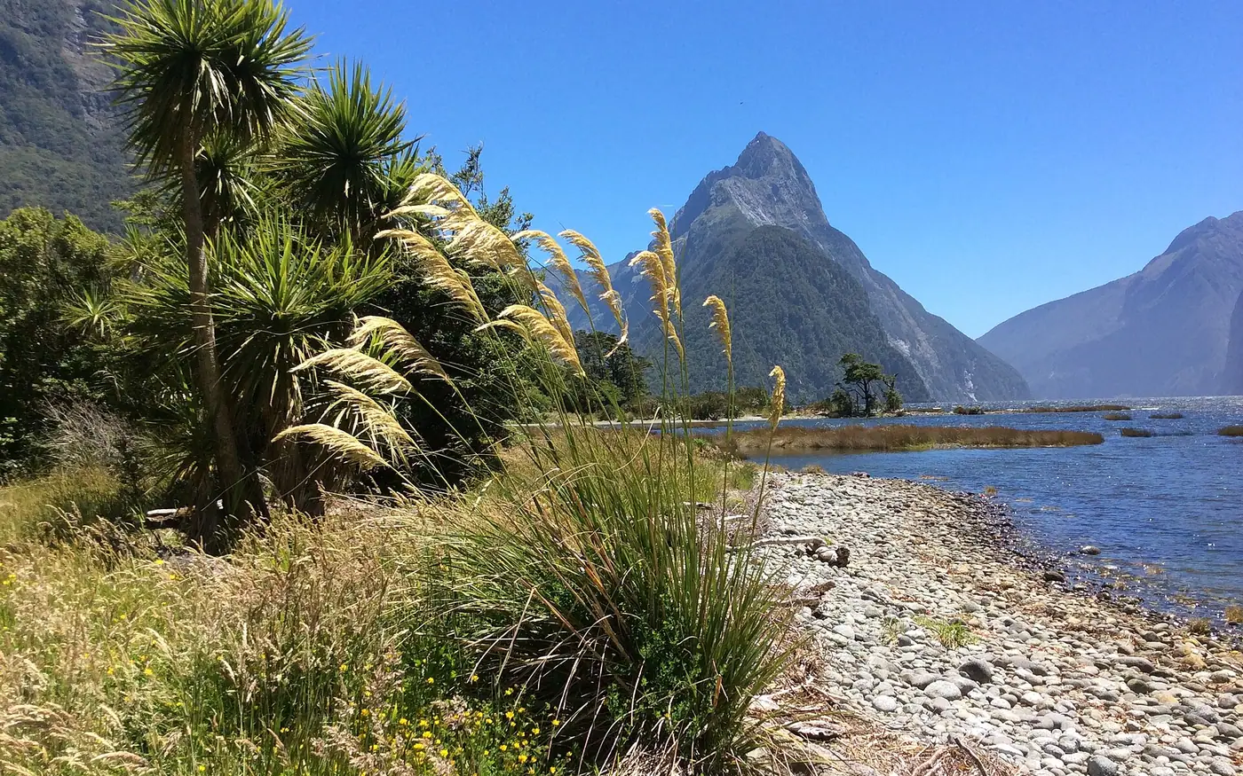 Milford Sound with Mitre Peak; on the left a Cabbage tree (Cordyline australis), in front Toetoe (Austroderia sp). South Island, New Zealand.