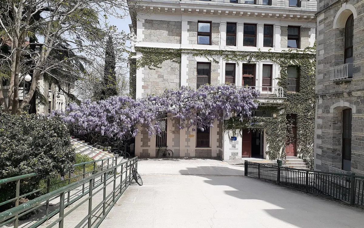 Wisteria in bloom on the south campus of Boğaziçi University, Istanbul.